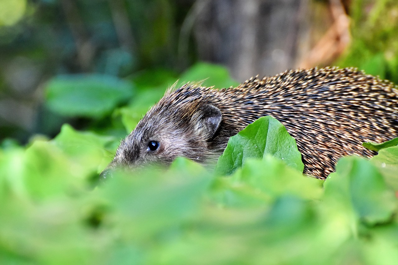 游戏嘎嘎网页游戏平台_嘎嘎网络科技有限公司