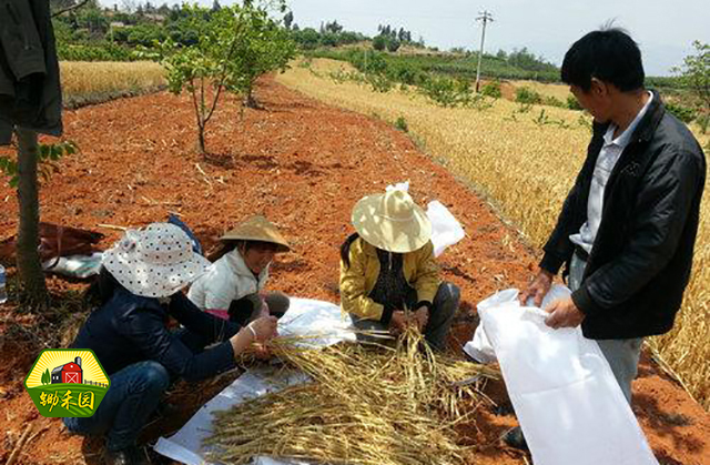 农村做什么农活赚钱(农村干什么活赚钱多一点)