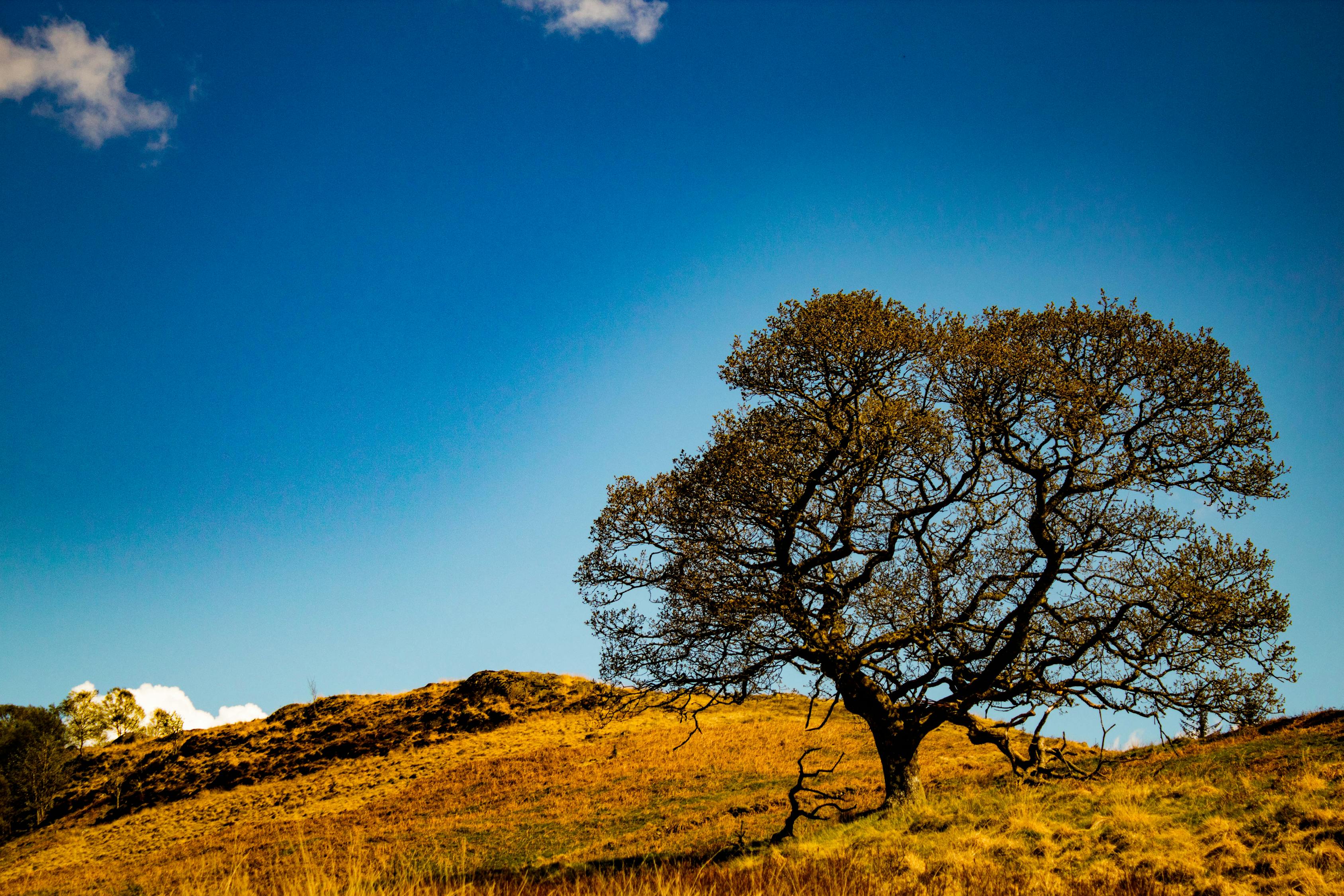 胡杨股市实时行情_胡杨 价格