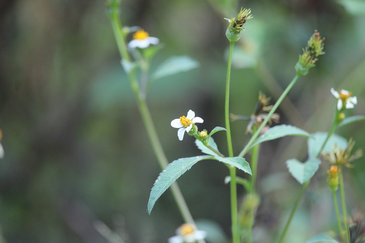 游戏redflower攻略_main the red flower 游戏redflower攻略_main the red flower