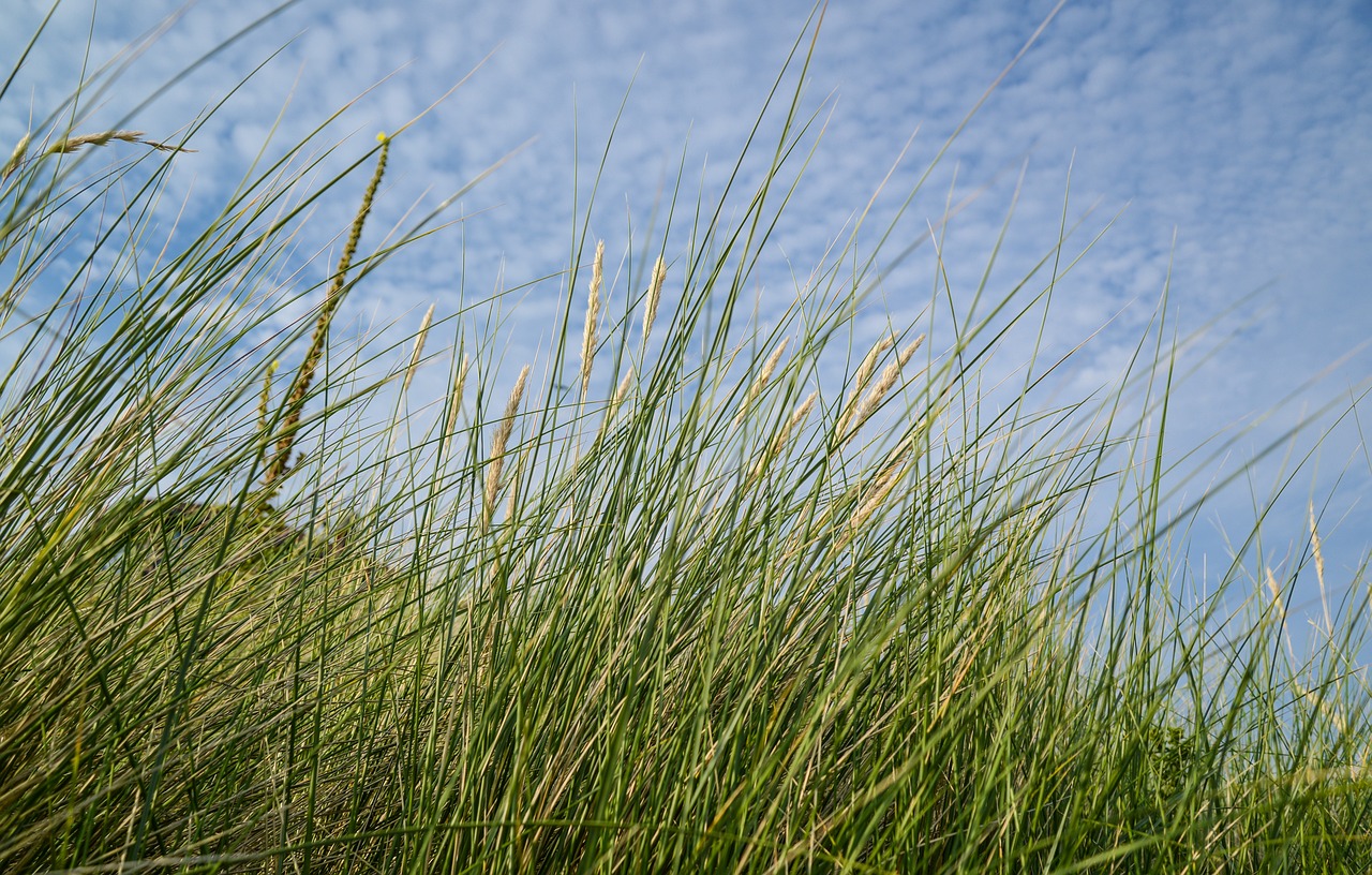 水稻价格实时行情_水稻价格最新行情走势