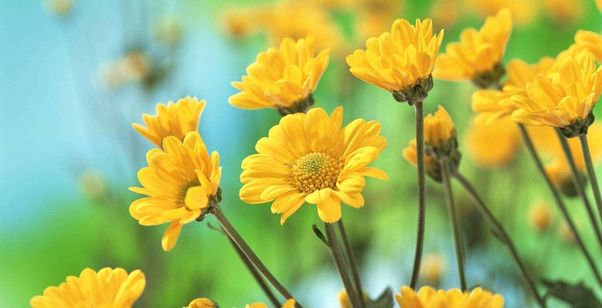 牵手星座今日运势(射手座今日运势查询)